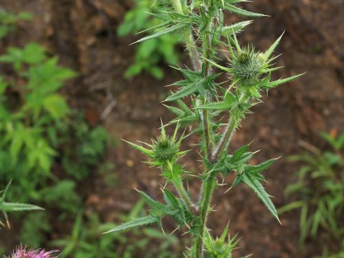 Chardon vulgaire(Cirsium vulgare)_16