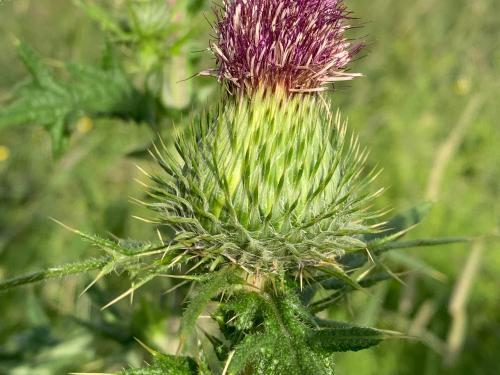 Chardon vulgaire(Cirsium vulgare)_17