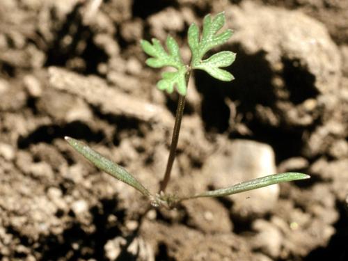 Carotte sauvage(Daucus carota)_1