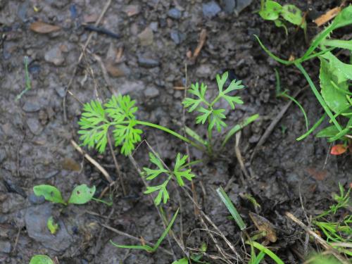 Carotte sauvage(Daucus carota)_12