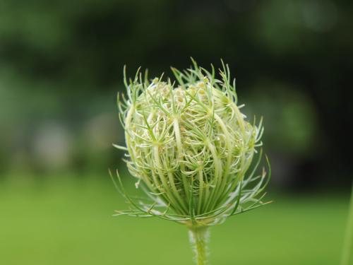 Carotte sauvage(Daucus carota)_17