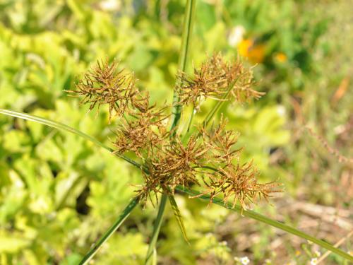 Souchet comestible(Cyperus esculentus)_25