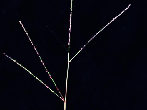 Digitaire astringente(Digitaria ischaemum)_5