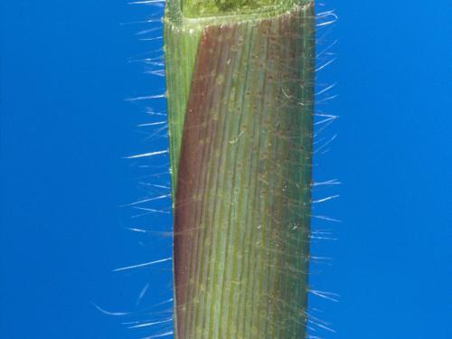 Digitaire sanguine(Digitaria sanguinalis)_18