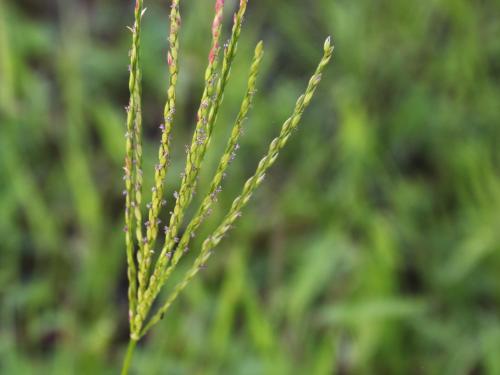 Digitaire sanguine(Digitaria sanguinalis)_26