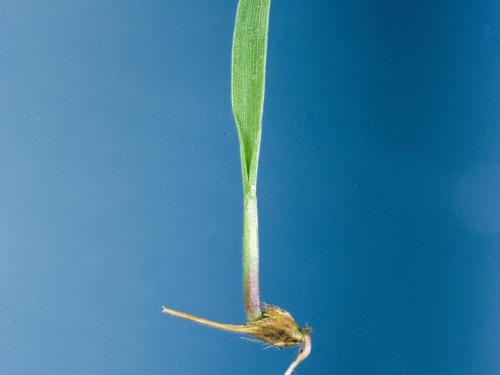 Pied-de-coq(Echinochloa crus-galli)_1