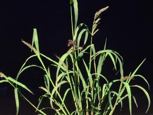 Pied-de-coq(Echinochloa crus-galli)_4