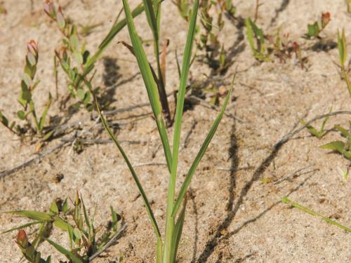 Pied-de-coq(Echinochloa crus-galli)_8