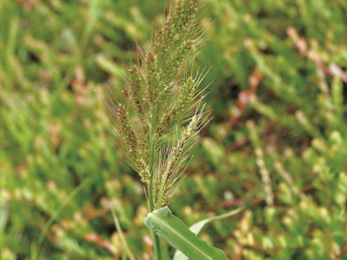 Pied-de-coq(Echinochloa crus-galli)_9