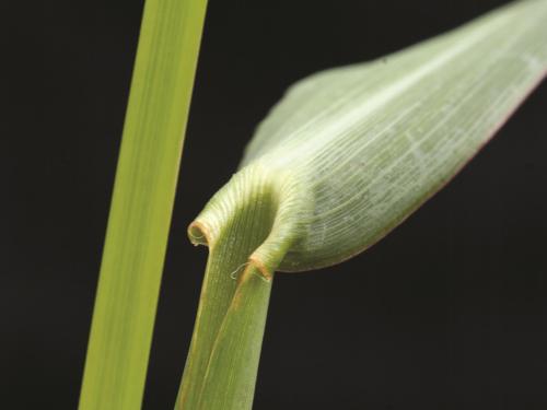 Pied-de-coq(Echinochloa crus-galli)_13