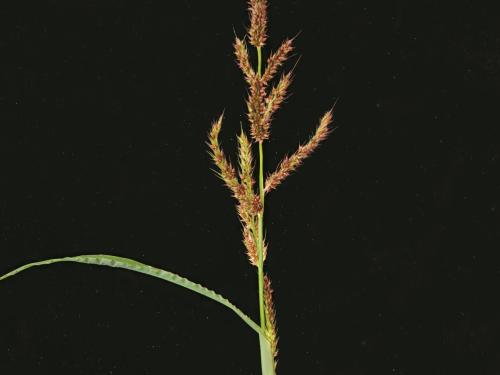 Pied-de-coq(Echinochloa crus-galli)_15