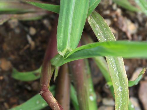 Pied-de-coq(Echinochloa crus-galli)_23