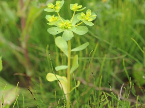 Euphorbe réveille-matin (Euphorbia helioscopia)_20