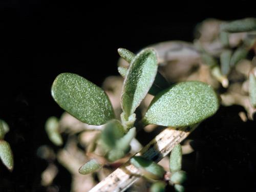 Vélar fausse-giroflée(Erysimum cheiranthoides)_1