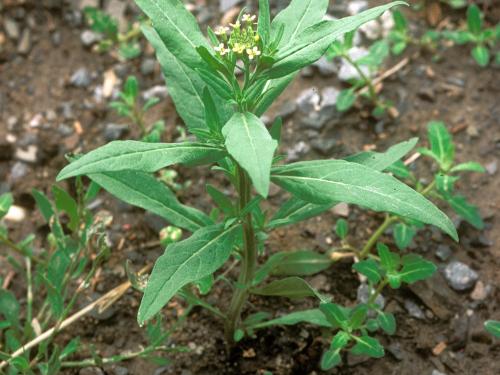 Vélar fausse-giroflée(Erysimum cheiranthoides)_10