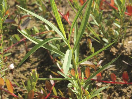 Verge d'or à feuilles de graminée(Euthamia graminifolia)_9