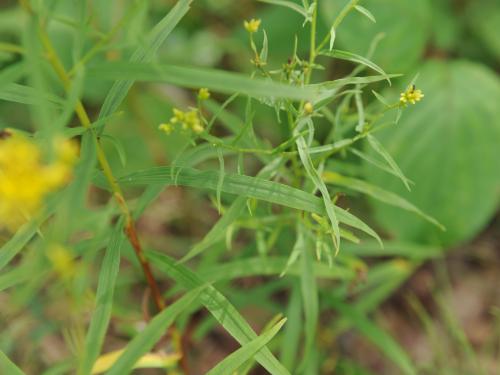 Verge d'or à feuilles de graminée(Euthamia graminifolia)_21