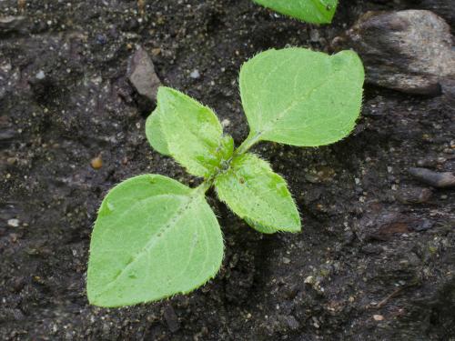 Galinsoga cilié (Galinsoga quadriradiata)_3