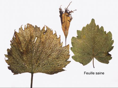 Vigne (raisin) - herbicides phytohormonaux (4)_1