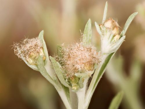 Gnaphale des vases (Gnaphalium uliginosum)_20