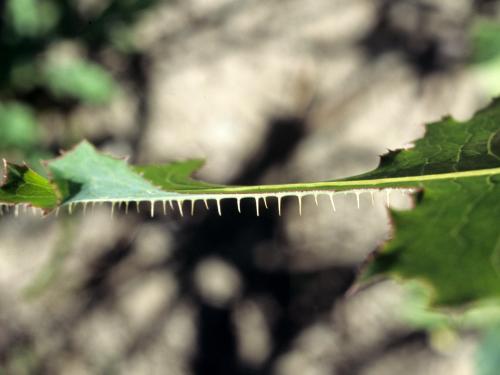 Laitue scariole (Lactuca serriola)_4