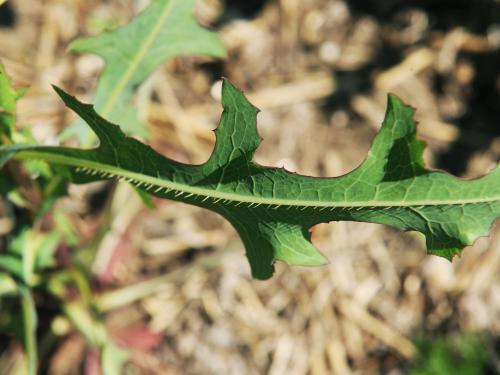 Laitue scariole (Lactuca serriola)_9