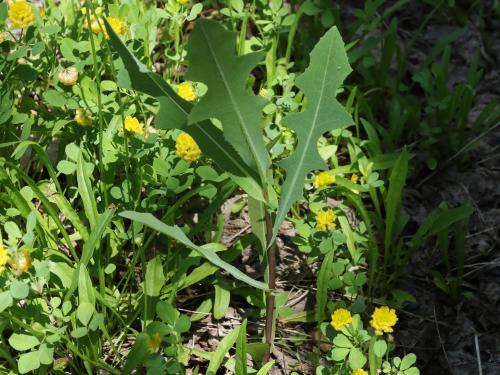 Laitue scariole (Lactuca serriola)_13