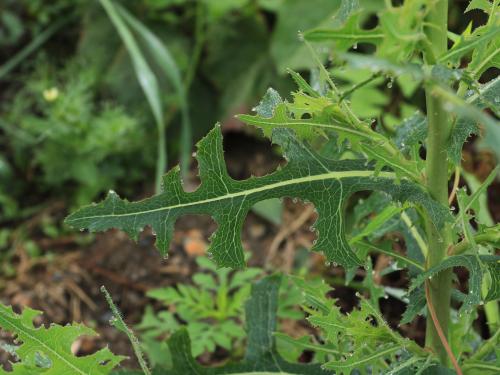 Laitue scariole (Lactuca serriola)_14