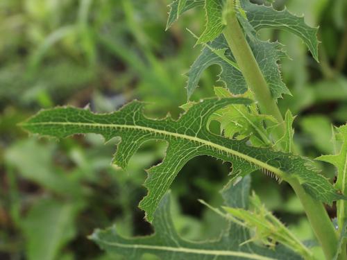 Laitue scariole (Lactuca serriola)_15