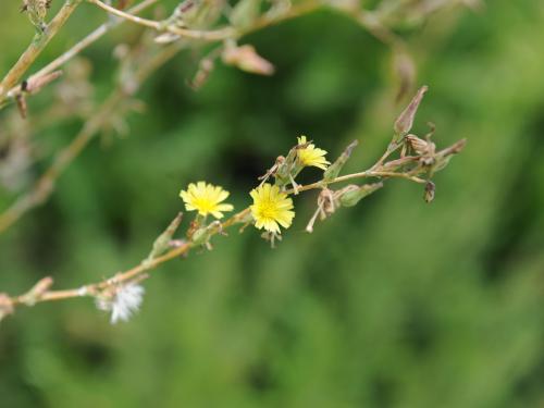 Laitue scariole (Lactuca serriola)_16