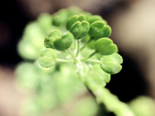 Lépidie densiflore (Lepidium densiflorum)_3