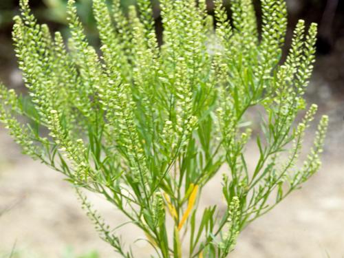 Lépidie densiflore (Lepidium densiflorum)_4