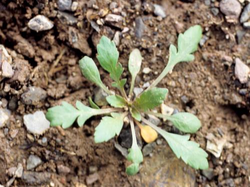 Lépidie densiflore (Lepidium densiflorum)_6