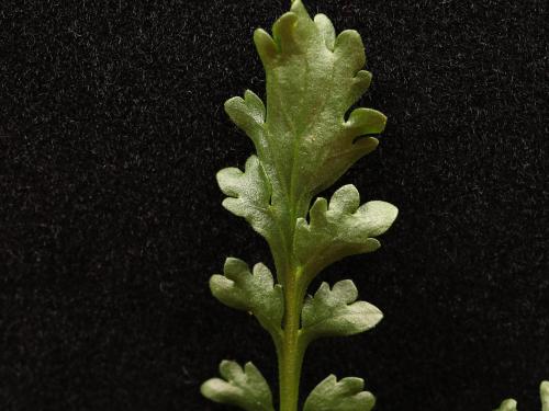 Lépidie densiflore (Lepidium densiflorum)_11