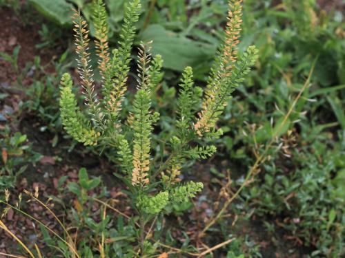 Lépidie densiflore (Lepidium densiflorum)_13