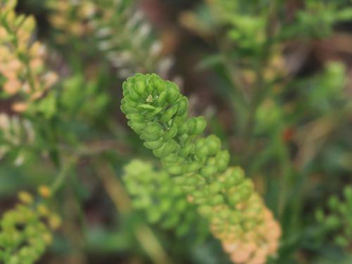 Lépidie densiflore (Lepidium densiflorum)_15