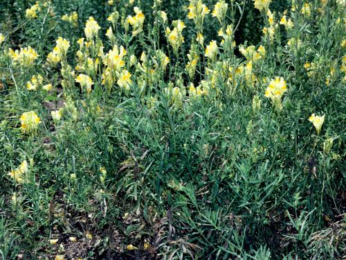 Linaire vulgaire (Linaria vulgaris)_3