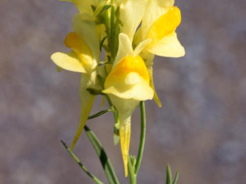 Linaire vulgaire (Linaria vulgaris)_4