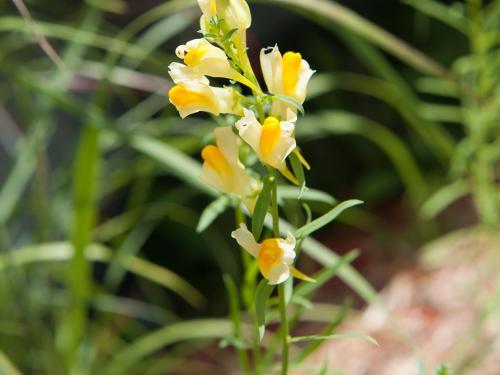 Linaire vulgaire (Linaria vulgaris)_6