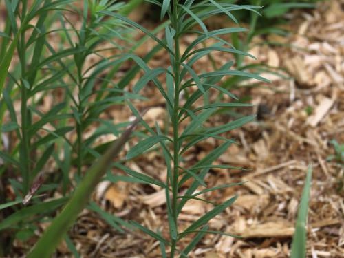 Linaire vulgaire (Linaria vulgaris)_14