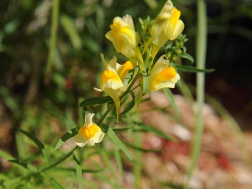 Linaire vulgaire (Linaria vulgaris)_17