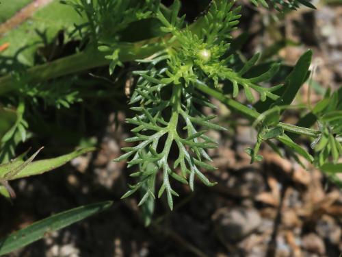 Matricaire odorante (Matricaria discoidea)_16