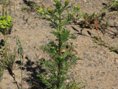 Matricaire odorante (Matricaria discoidea)_17