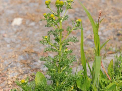 Matricaire odorante (Matricaria discoidea)_18