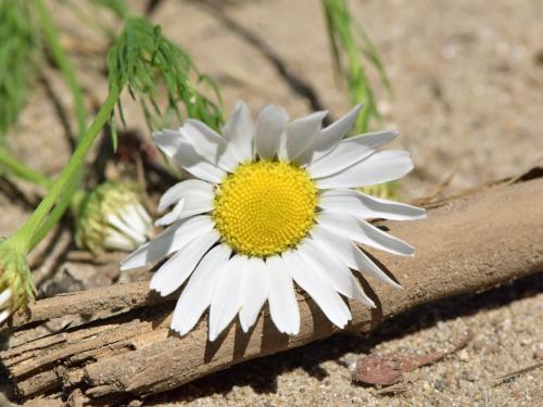 Matricaire inodore (Tripleurospermum inodorum)_6