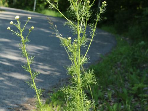 Matricaire inodore (Tripleurospermum inodorum)_12