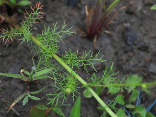 Matricaire inodore (Tripleurospermum inodorum)_13