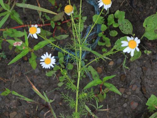 Matricaire inodore (Tripleurospermum inodorum)_14