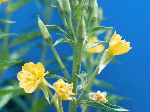 Onagre bisannuelle (Oenothera biennis)_5