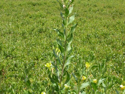 Onagre bisannuelle (Oenothera biennis)_9